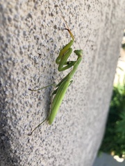 Mantis religiosa