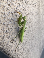 Mantis religiosa
