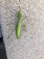 Mantis religiosa