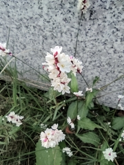 Persicaria jucunda