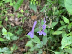 Streptocarpus confusus confusus
