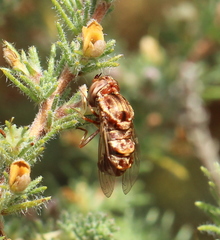 Epacmoides biumbonatus