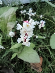 Persicaria jucunda
