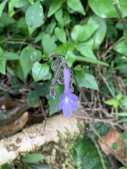 Streptocarpus confusus confusus
