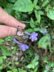 Streptocarpus confusus confusus