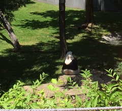 Ailuropoda melanoleuca