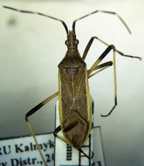 Dicranocephalus marginatus