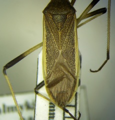 Dicranocephalus marginatus