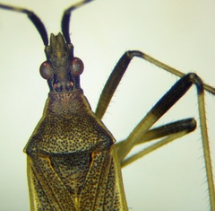 Dicranocephalus marginatus