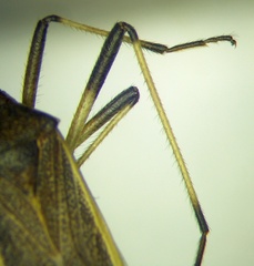 Dicranocephalus marginatus