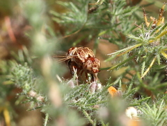 Epacmoides biumbonatus