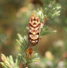 Epacmoides biumbonatus