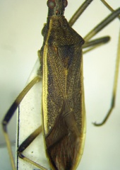 Dicranocephalus marginatus