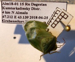 Acrosternum breviceps