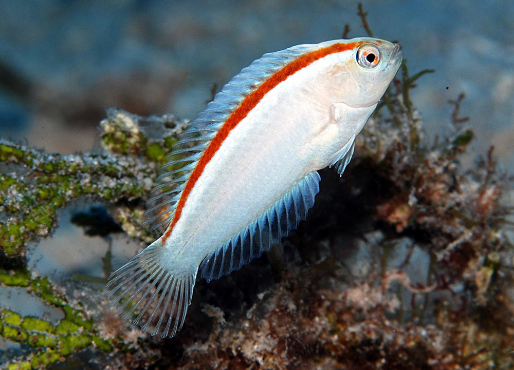 Redband Razorfish