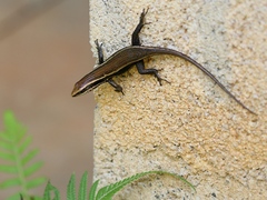 Eutropis greeri