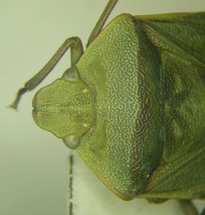 Acrosternum breviceps