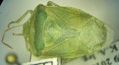 Acrosternum breviceps