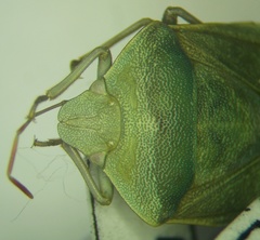 Acrosternum breviceps