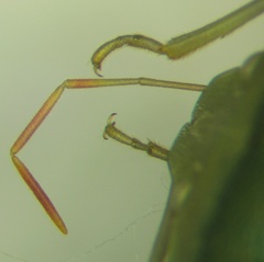 Acrosternum breviceps