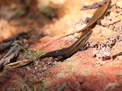 Eutropis greeri