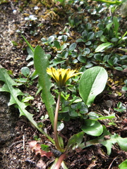 Taraxacum scopulorum