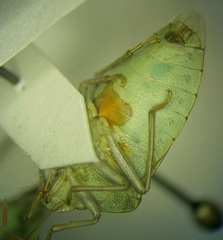 Acrosternum breviceps