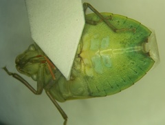 Acrosternum breviceps