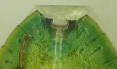 Acrosternum breviceps