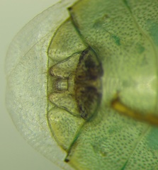 Acrosternum breviceps