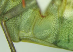 Acrosternum breviceps