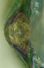 Acrosternum breviceps