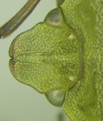 Acrosternum breviceps