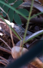 Phoenicolacerta laevis