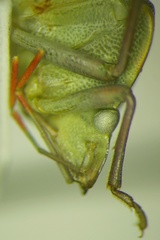 Acrosternum breviceps