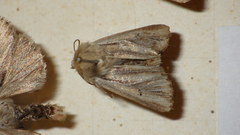 Mythimna anderreggii