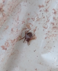 Araneus sturmi