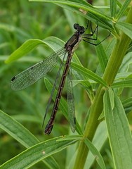 Lestes dryas