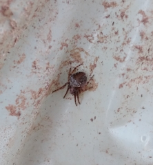 Araneus sturmi