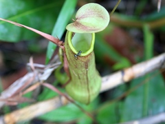 Nepenthes distillatoria