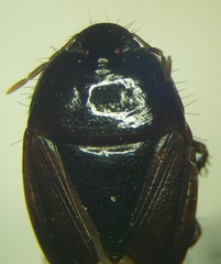 Macroscytus brunneus