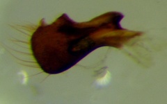 Macroscytus brunneus