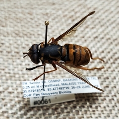 Spilomyia alcimus