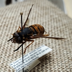 Spilomyia alcimus