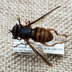 Spilomyia alcimus