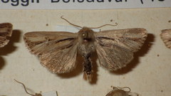 Mythimna anderreggii