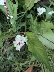 Persicaria jucunda