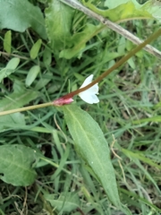 Persicaria jucunda
