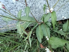 Persicaria jucunda