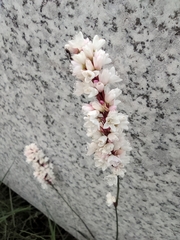 Persicaria jucunda
